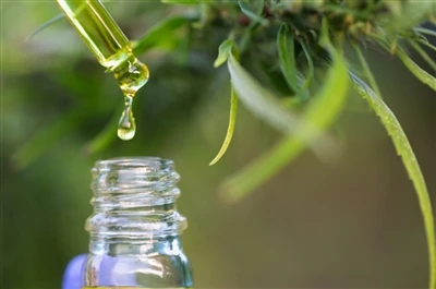 CBD vs. THC: Alt du trenger å vite